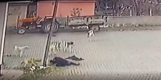 Vətəndaşa küçə itləri hücum etdi - VİDEO