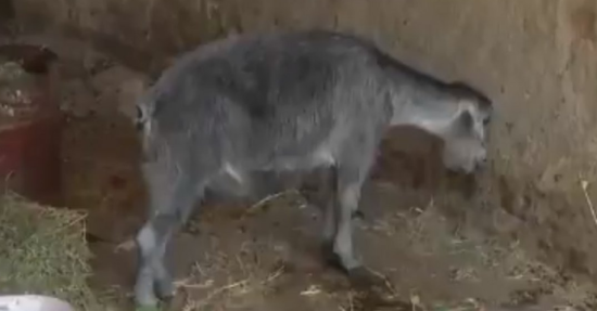 Yanğında balasını itirən keçi depressiyaya düşdü: Yemək yemir, su içmir…