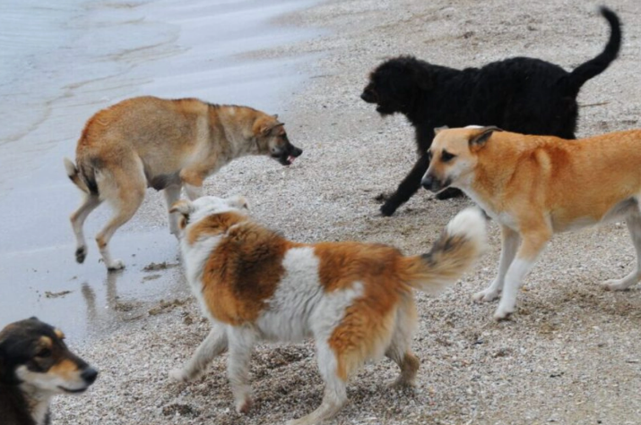 Abşeronda sahibsiz it PROBLEMİ: "Övladlarımızı məktəbə göndərə bilmirik"