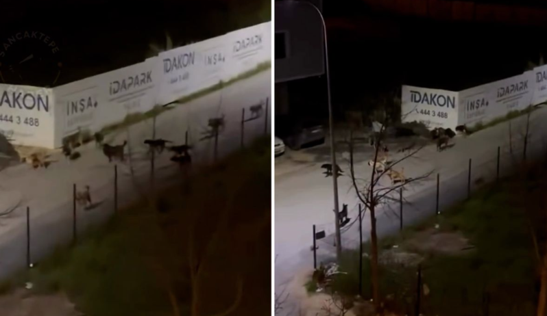 Bu videonu görən hər kəs bələdiyyə sədrinə xəbər verir - VİDEO