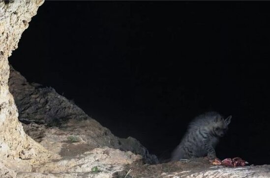 Fotoqraf nəsli kəsilməkdə olan qorxunc yırtıcının fotolarını çəkdi