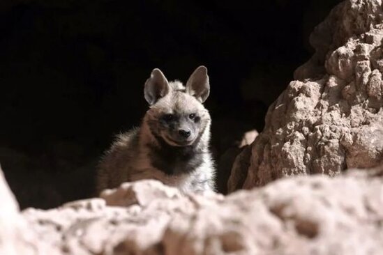 Fotoqraf nəsli kəsilməkdə olan qorxunc yırtıcının fotolarını çəkdi