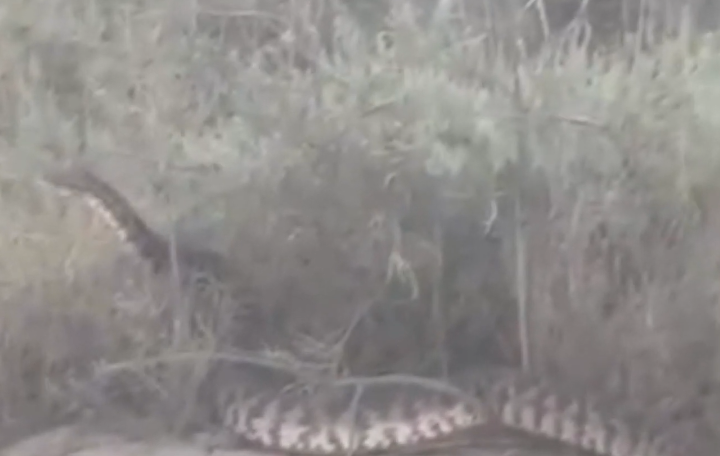 Azərbaycanda nəhəng ilanın GÖRÜNTÜLƏR YAYILDI: O vaxt öldürə BİLƏRSİNİZ Kİ... - VİDEO