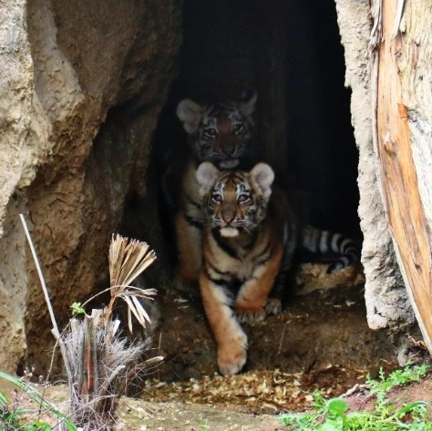Bakı Zooparkında pələng balaları doğuldu - Adlarını siz qoyun