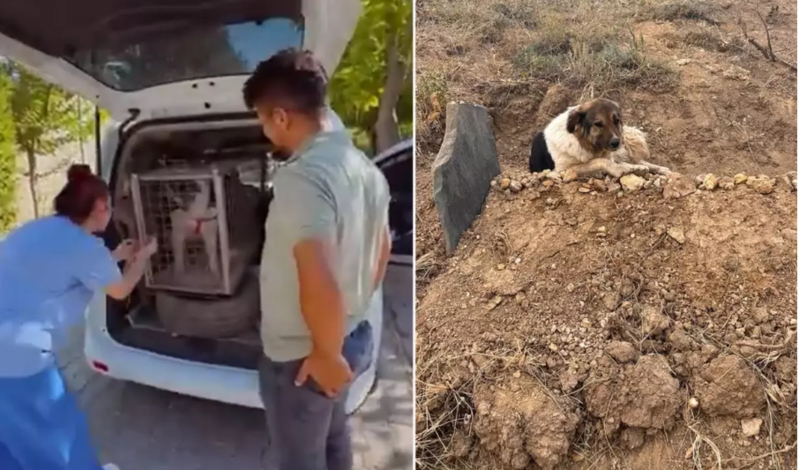 Vəfat edən gəncin iti 10 gün məzarı başında gözlədi – Məşhur sənətçi sahibləndi - VİDEO