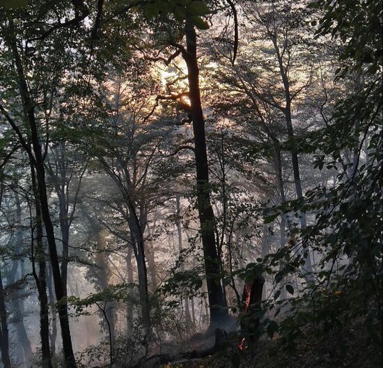 Yanğın Zaqatala təbiətini belə dəyişdi-MÜƏLLİFİN GÖZÜNDƏN