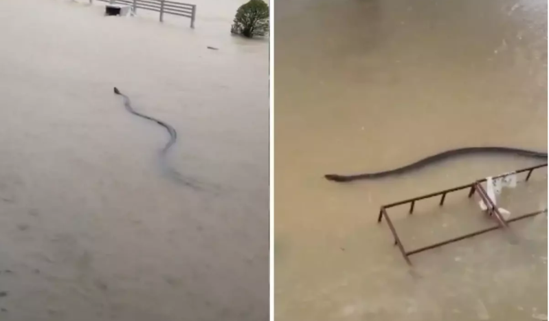 Taylandda sel fəlakətindən sonra nəhəng ilan görüntüləndi