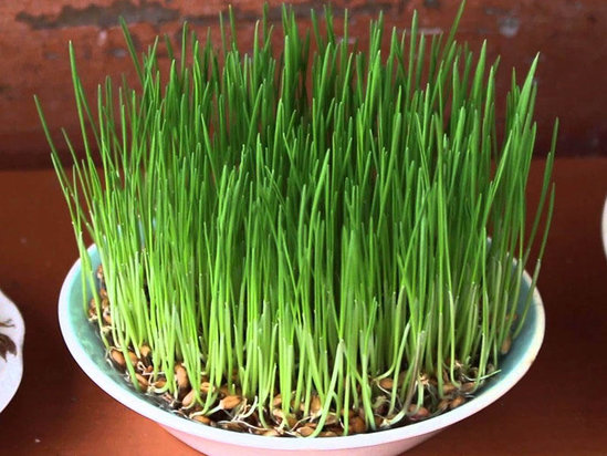 Səməni necə cücərdilir? - DÜZGÜN QAYDASI