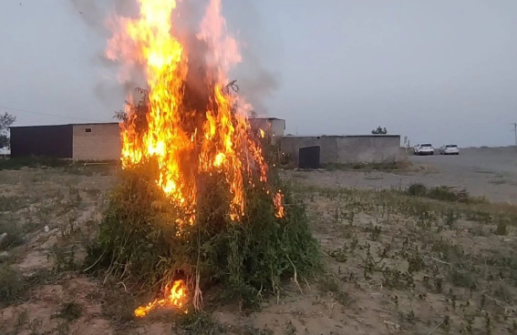 Şəmkirdə 16 tona yaxın çətənə bitkisi məhv edilib