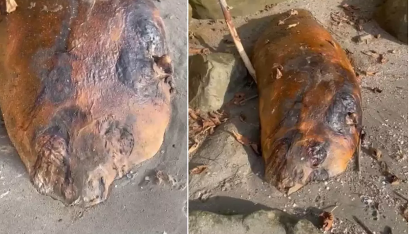 Sahildə tapılan müəmmalı dəniz canlısı maraq doğurdu