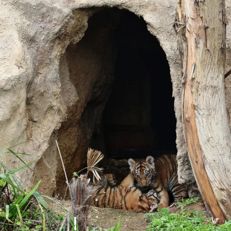 Bakı Zooparkında pələng balaları doğuldu - Adlarını siz qoyun