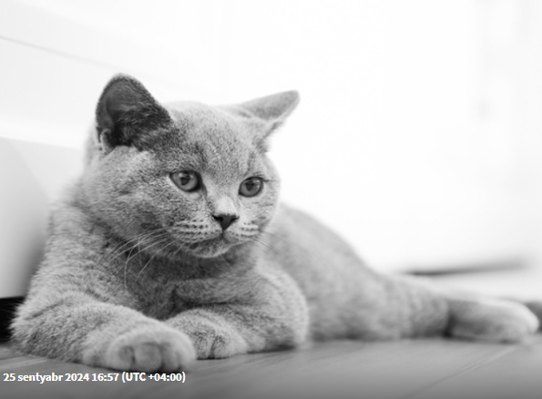 British Shorthairs pişiklərinin sağlamlıq problemlərinin qarşısının alınması