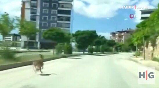 Dağ keçisi şəhərin mərkəzində avtomobillə yarışdı - VİDEO