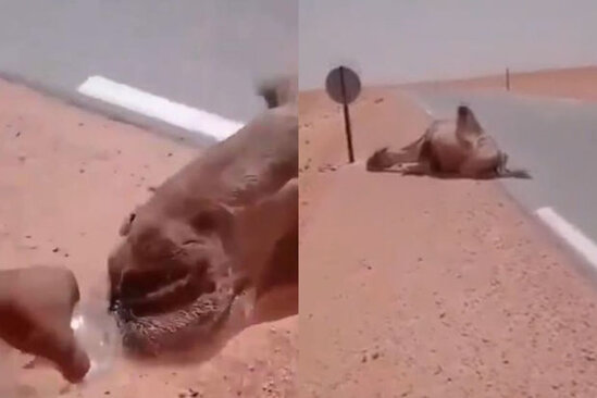 Sürücünün köməyi səhranın ortasında köməksiz qalan dəvəni həyata qaytardı - VİDEO