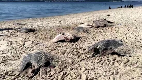 Braziliyada çimərlikdə onlarla ölü stingray balığı tapılıb