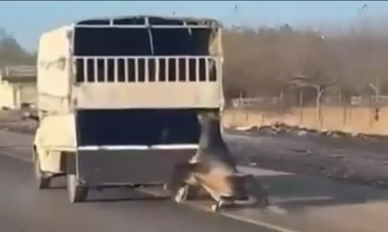 Sürücü yük maşınının arxasına bağladığı atı yol boyu sürüklədi - VİDEO