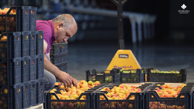 Veysəloğlu Şirkətlər Qrupu 30 min tona yaxın məhsulu birbaşa tarladan rəflərə gətirib