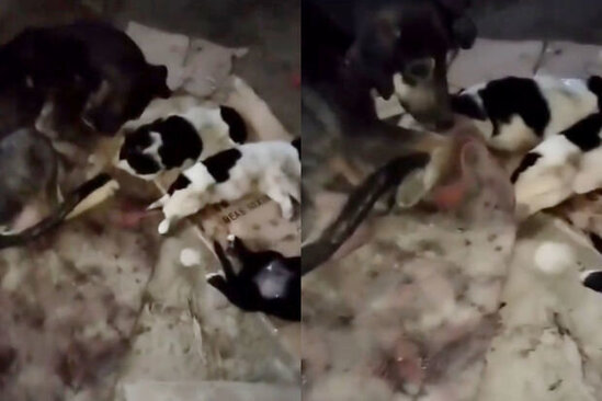 Doqquz küçüyün zəhərlənərək öldürüldüyü ərazidən VİDEO