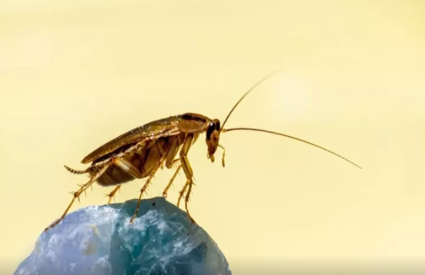 Evdə tarakanları heç vaxt əzməyin - Bilmədiyiniz risklər