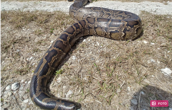Təbiətdə tərs rol: Nəhəng piton başsız qaldı, "qatil" tapıldı