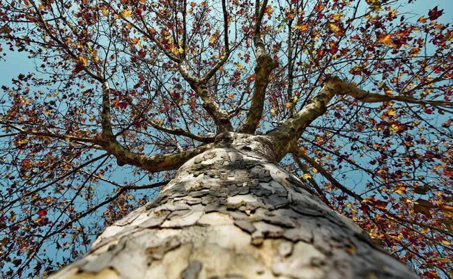 Təbiət abidəsi kimi qeydiyatda olan ağac kəsildi