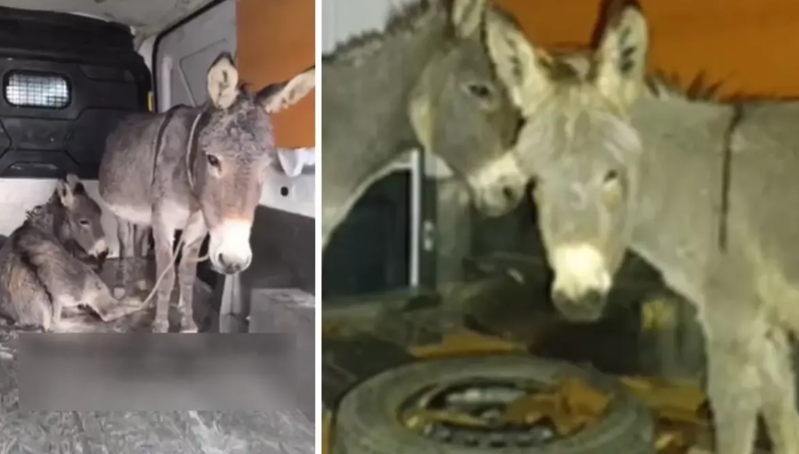 Təcavüzə uğrayan uzunqulaq qoruma altına alınıb