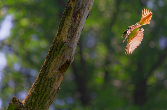 Alimlərdən quş qanadları ilə bağlı yeni kəşf ənənəvi fikirləri alt-üst etdi