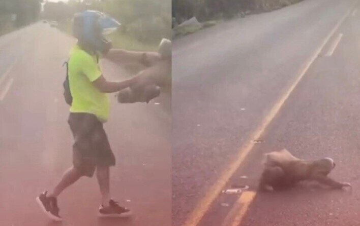 Tənbəl heyvana yardım etmək istəyərkən hücumuna məruz qaldı - VİDEO