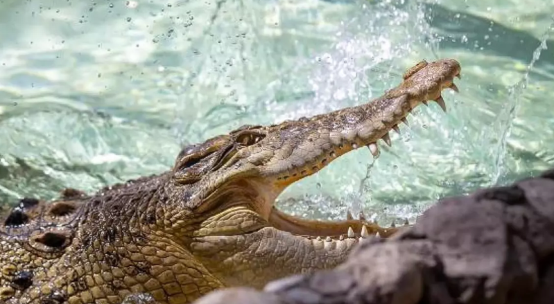 Hindistanda timsahın hücumuna məruz qalan 15 yaşlı qız öldü