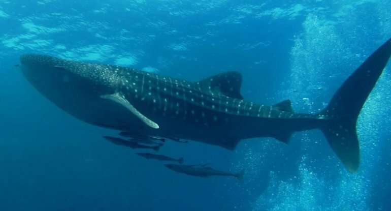 Tiranozavrdan üç dəfə ağır və 100 il ömür: Dünyanın ən böyük balığı