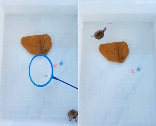 Tısbağanın bu anları sosial şəbəkədə viral oldu - VİDEO