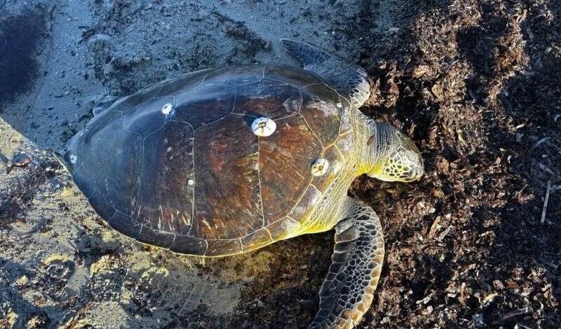 Həvəskar balıqçılar sahildən ölü dəniz tısbağası tapdılar