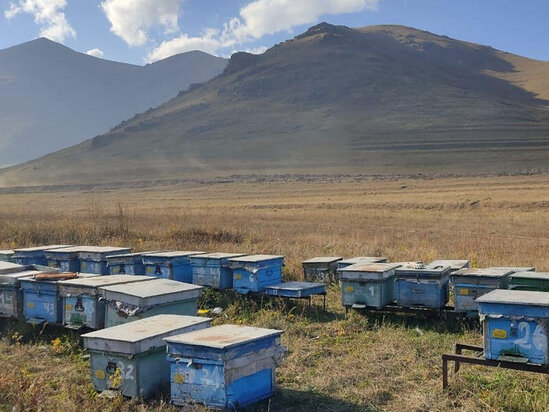 İşğaldan azad olunmuş bu ərazilərə arıçılıq təsərrüfatları köçürülür