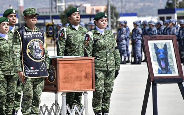 Türkiyədə ölən xilasedici it üçün anım mərasimi keçirildi - FOTOLAR