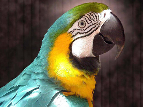 Tutuquşular insan adlarını necə yadda saxlayır?