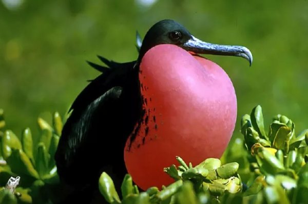 Bu quş uçarkən yata bilir:bunu necə edir?