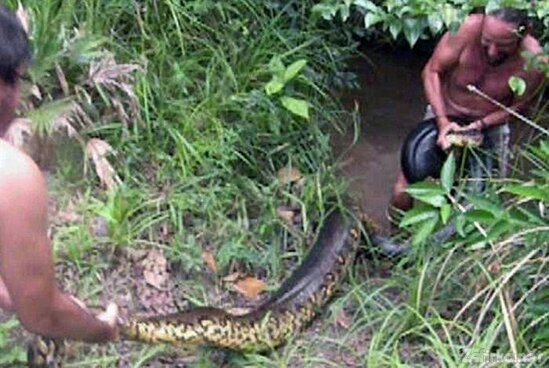 Müəllim anakonda tutdu: Həmin gün dostunun... - FOTO