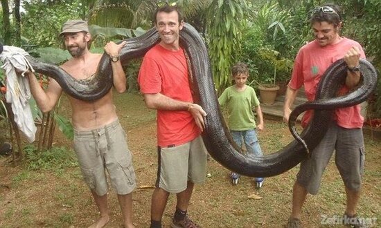 Müəllim anakonda tutdu: Həmin gün dostunun... - FOTO