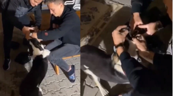 İtə zorla araq içirtdilər - VİDEO