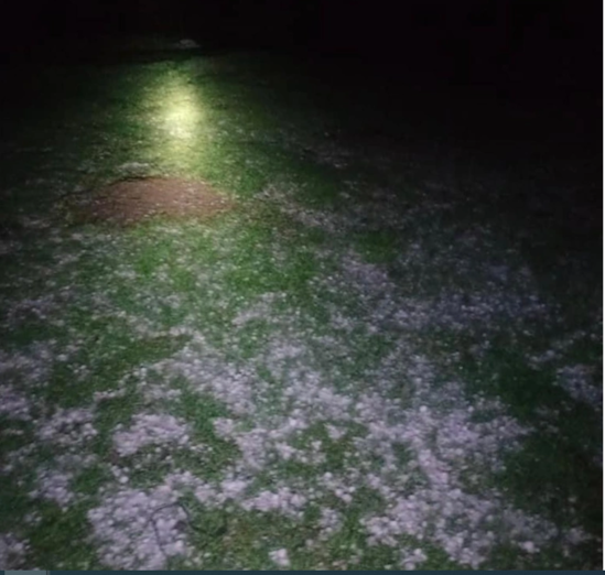 103 qoyun qorxudan bir-birini əzərək öldülər