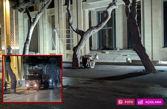 Ağacların dibinə asfalt tökülməsinə RƏSMİ MÜNASİBƏT: "İşlər özbaşına görülüb"