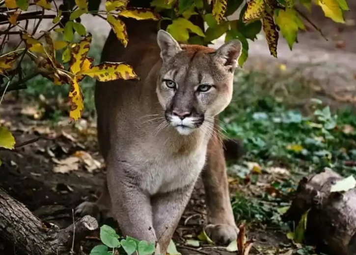 Zooparkda quş qripi yayılıb