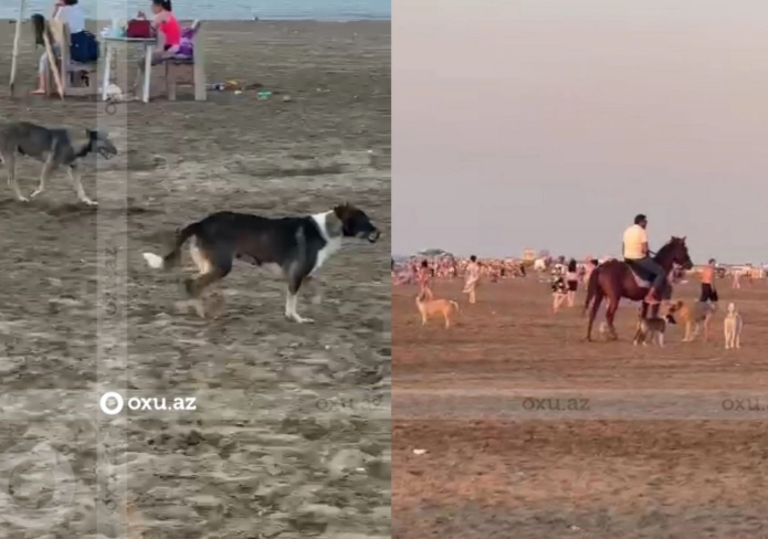 Novxanı çimərliyi itlərin məskəninə çevrilib: Uşaqlar qorxurlar, antisanitar vəziyyət hökm sürür