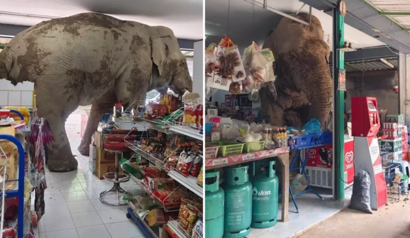 Vəhşi fil marketə girib yemək oğurladı