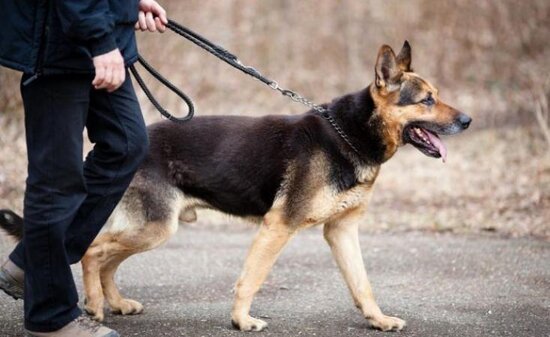 ABŞ Azərbaycana daha 30 it hədiyyə edəcək