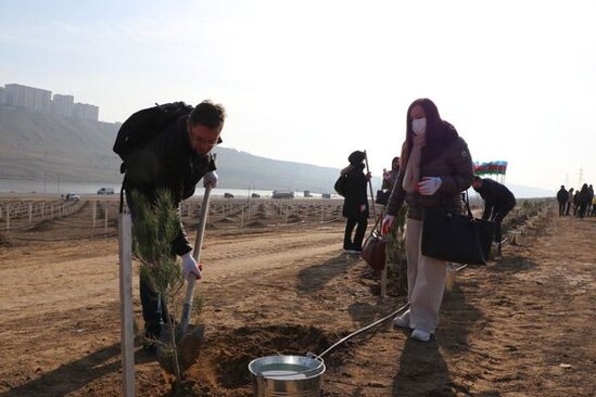 Bakıda "Yaşıl Marafon" aksiyası: İki mindən çox ağac əkildi - FOTO