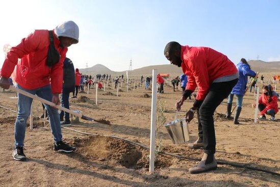 Bakıda "Yaşıl Marafon" aksiyası: İki mindən çox ağac əkildi - FOTO