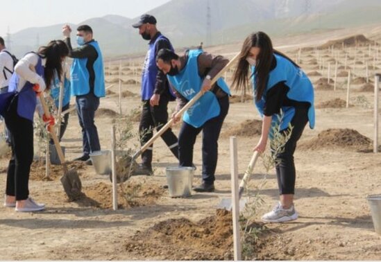 Bakıda "Yaşıl Marafon" aksiyası: İki mindən çox ağac əkildi - FOTO