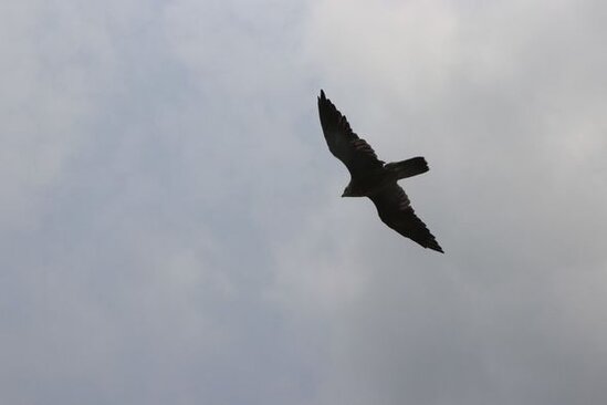 Qətər səfiri şahin quşlarını Azərbaycanda vəhşi təbiətə buraxdı - FOTO