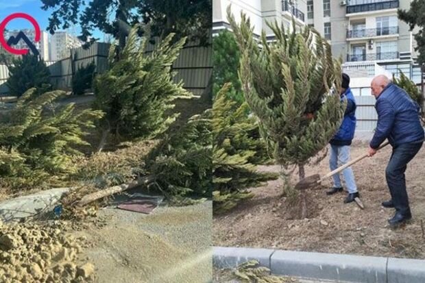 Xətaidə qanunsuz çıxarılan ağaclar yenidən torpağa basdırıldı - FOTO